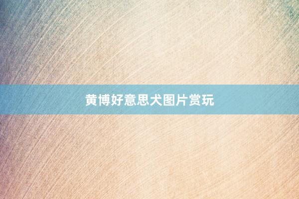 黄博好意思犬图片赏玩